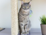 awesome-diy-cat-condo-from-ikea-tables-7