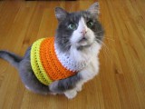 candy corn cat sweater