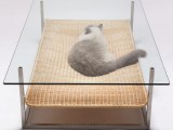 Coffee Table For Cat Owners