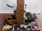 rope and carpet scratcher