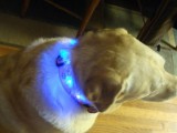 LED dog collar