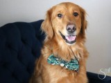 doggie bow tie