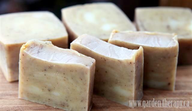 cold process ginger soap