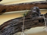 driftwood wall decorations
