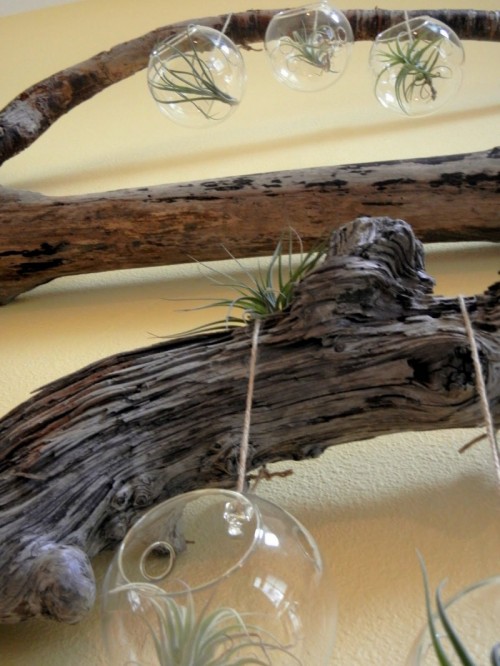 driftwood wall decorations  (via shelterness)