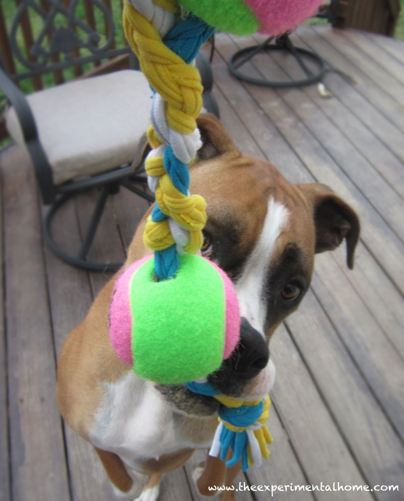 yarn scrap dog toy (via theexperimentalhome)
