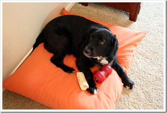 two pillow dog bed (via joyfulabode)