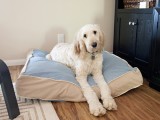 super soft dog bed