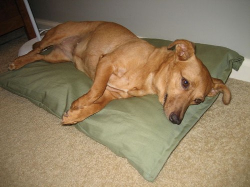 pillow dog bed in 10 minutes (via instructables)