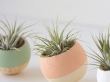 painted air plant bell cups
