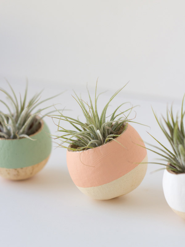 painted air plant bell cups