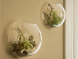 wall vases air plants