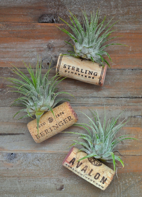 wine bottle cork magnets with air plants