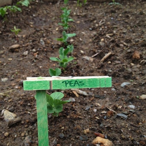 garden markers of clothes pegs (via blogalacart)