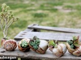 snail shells garden