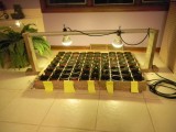 indoor seed starting system