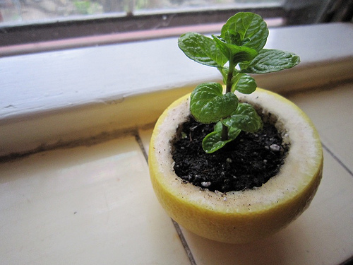citrus peel seed starter (via myromanapartment)