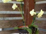 chalkboard orchid planter