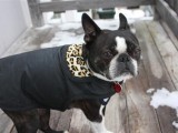 dog coats for nasty weather