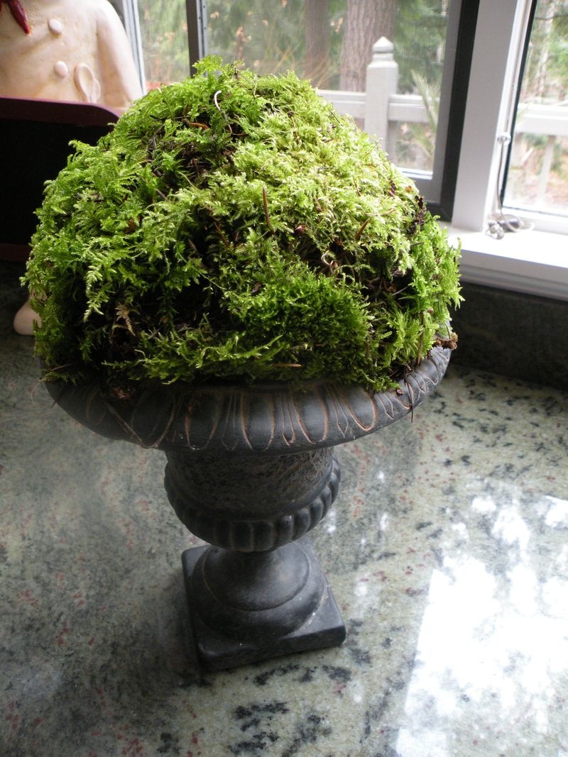 Decorating Your Interior With Moss