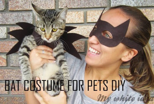 DIY Bat Costume For Your Cat
