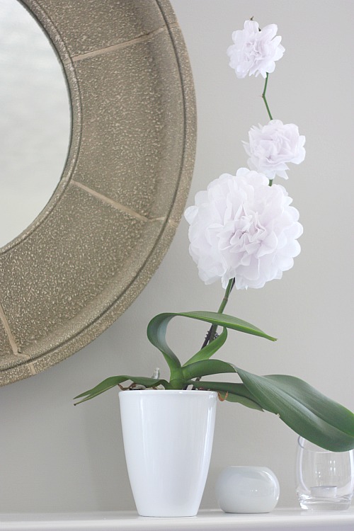 Diy Blooming Orchid