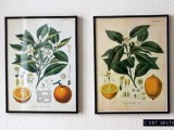 botanical printable wall art