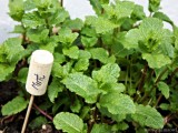 diy-cork-marker-for-herbs-and-veggies-3
