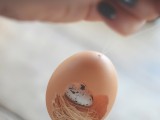 diy-easter-egg-ornament-with-a-nest-inside-8