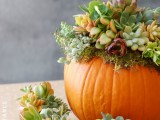 pumpkin and succulent centerpiece