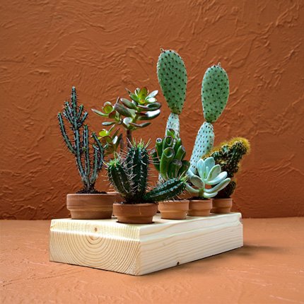 How To Make A Mini Succulent Garden From A Piece Of Wood