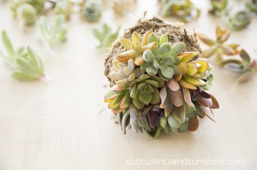 Diy Succulent Ball Topiary For Decor Inside And Outside