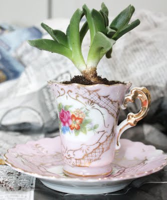 DIY Succulent Teacup Garden