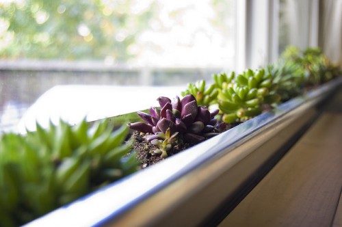 Diy Windowbox Succulent Planter