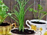 Exquisite Herb Home Garden As Mother’s Day Decoration