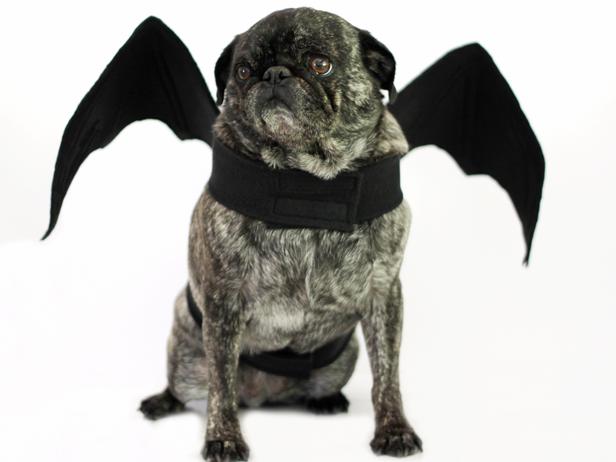 Halloween bat dog costume (via diynetwork)