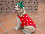 strawberry dog costume