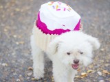 cupcake dog costume