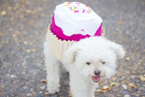 cupcake dog costume (via https:)