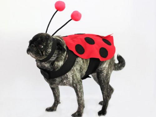 ladybug Halloween costume (via diynetwork)