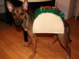 dog taco costume