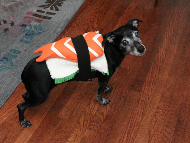 sushi dog costume (via eatsleepmake)
