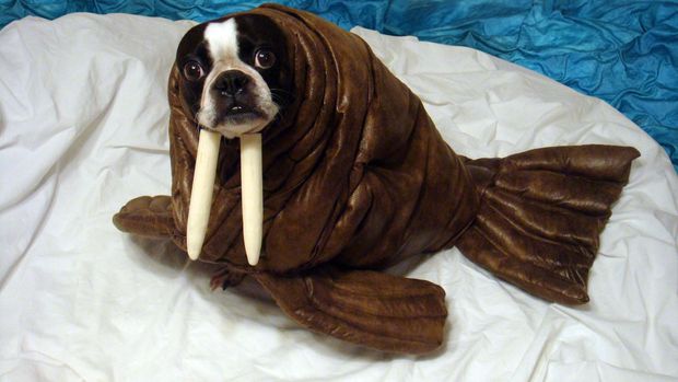 walrus dog costume (via instructables)