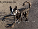 scorpion dog costume