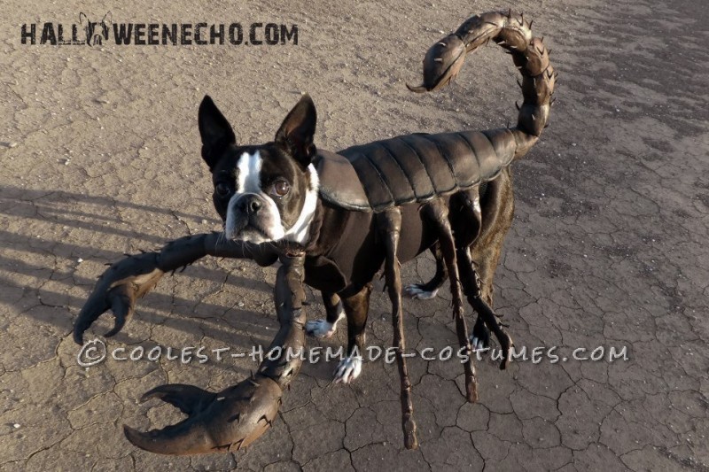 scorpion dog costume (via ideas)