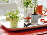 How To Grow Own Herbs In Old Cups