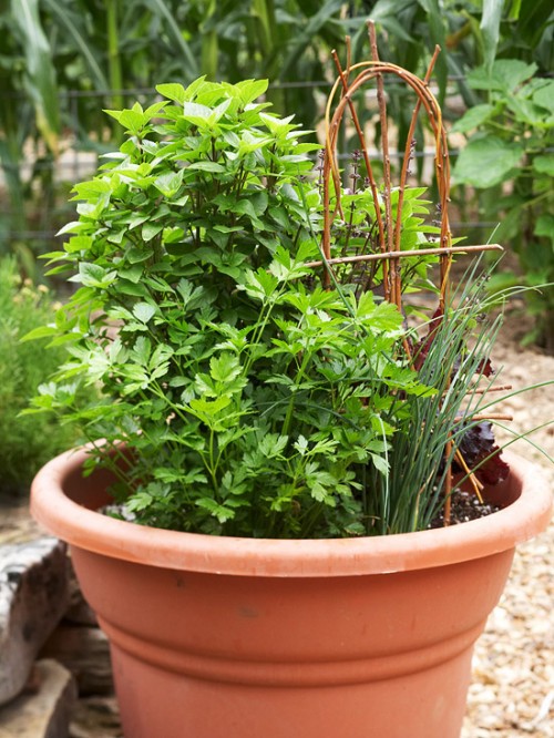 Herb Garden With A Bentwood Trellis (via bhg)