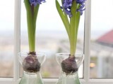 how to grow hyacinths indoors
