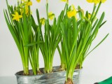 how to grow daffodils at home