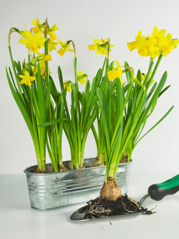 how to grow daffodils at home (via hgtvgardens)